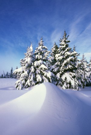 Snow-Covered Pine Trees