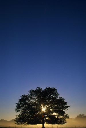 Oak Tree With Starburst Coming Through