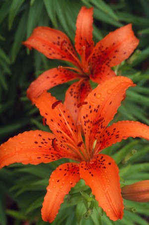 Orange Day Lilies