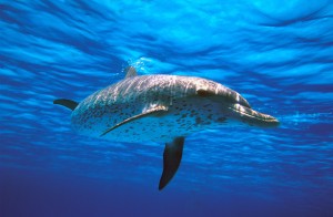 Atlantic Spotted Dolphin