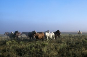 Herd Of Horses And Cowboy On Horseback