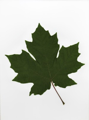 Green Maple Leaf