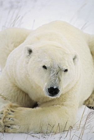 Polar Bear