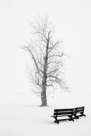 Public Park In Winter