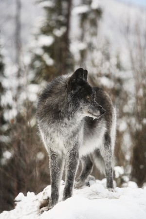 Coyote