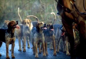 Galway Blazers, Co Galway, Ireland; Hunting With Foxhounds