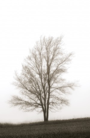 Lone Tree In The Mist