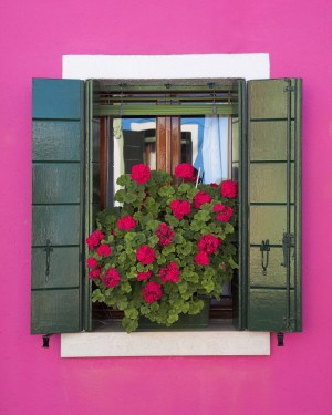 Pink Wall And Green Shutters, Burano, Italy