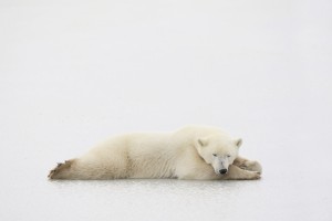 Polar Bear