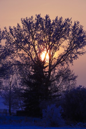 Sunrise Through A Tree In Winter