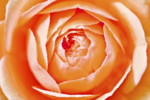 Orange Rose