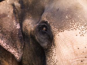 Close Up Of Elephant