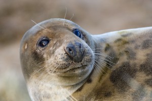 Seal