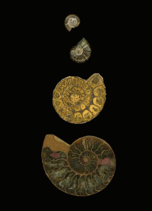 Fossilized Sea Shells (Nautilus)