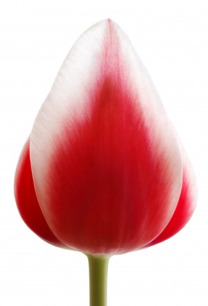 Red Tulip
