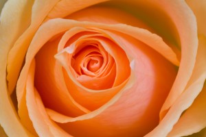 Orange Rose