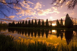 Sunset Reflection In A Park Pond, Portland, Oregon