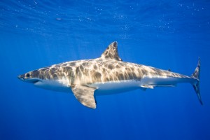 Great White Shark (Carcharodon Carcharias)