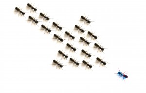 Ants, Forming An Arrow