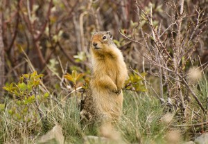 Colombian Ground Squirrel