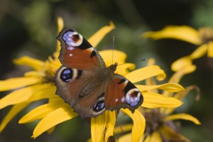 Butterfly (Lepidoptera)