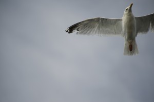 Seagull