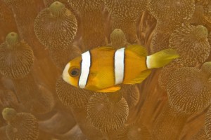 Anemonefish, Sea Anemone, Puerto Galera, Philippines, Asia, Europe