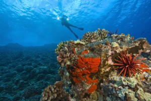 Molokini Crater, South Maui, Hawaii, Usa; Scuba Diver