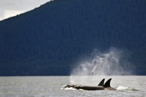 Killer Whales, Alaska, Usa