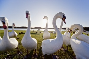 Swans Outdoors