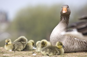 Goose With Baby Chicks