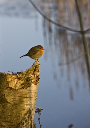 England; Robin Perched On Tree Trunk