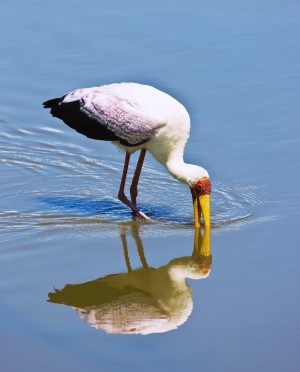 Ngorongoro Crater, Tanzania, Africa; Yellow-Billed Stork (Mycteria Ibis)