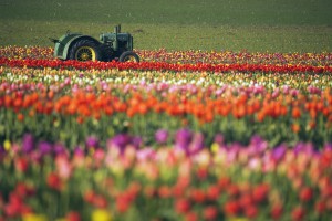 Tractor In Tulip Field