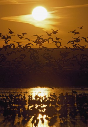 Snow Geese (Chen Caerulescens), Bosque Del Apache National Wildlife Refuge, New Mexico, Usa