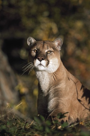 Portrait Of Mountain Lion; Idaho, Usa