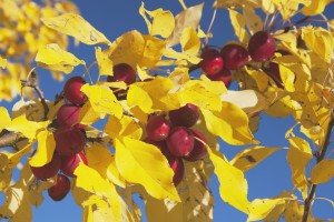 Calgary, Alberta, Canada; Crab Apples On A Tree With Yellow Leaves In Autumn
