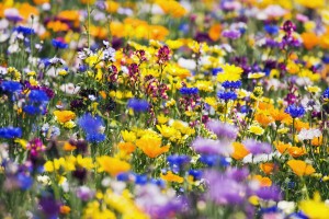 Wildflowers, Mount Hood, Oregon, Usa