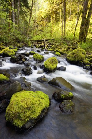 Water Flowing By Moss Covered Rocks In A Stream