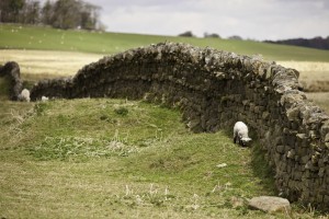 Northumberland, England; Sheep Grazing Along A Stone Wall