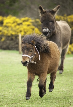 Northumberland, England; Two Ponies Running In A Field