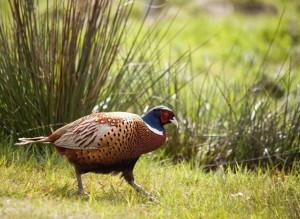 Pheasant (Phasianinae); Northumberland, England