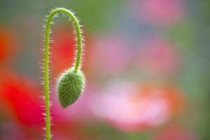 The Bud Of A Wildflower In Columbia River Gorge National Scenic Area; Portland, Oregon, Usa