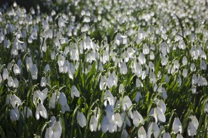 A Field Of White Flowers; Dumfries, Scotland