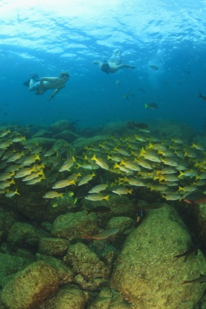 A Tourist Swimming With A School Of Fish Underwater At Los Islotes National Marine Park Espiritu Santo Island; La Paz Baja California Mexico