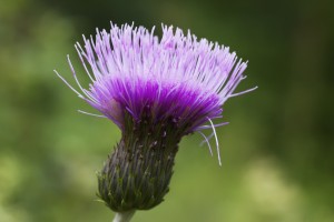 A Purple Flower; Northumberland, England