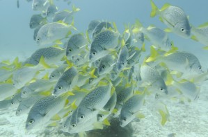 Yellow-Tailed Grunt Fish (Anisotremus Interruptus); Galapagos, Equador
