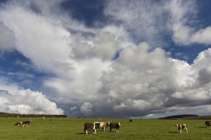 Cattle Grazing In A Field; Northumberland, England