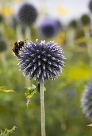A Bee On A Flower; Scottish Borders, Scotland