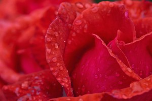 Red Rose Petals With Dew Drops; Northumberland, England